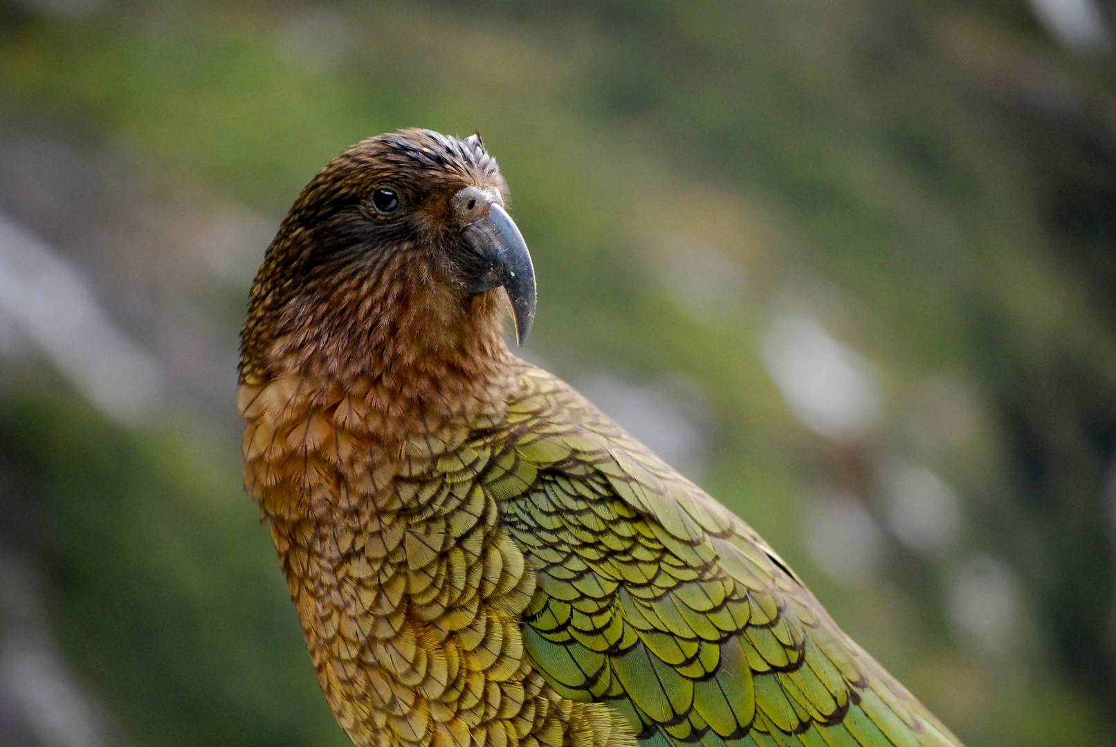 KEA