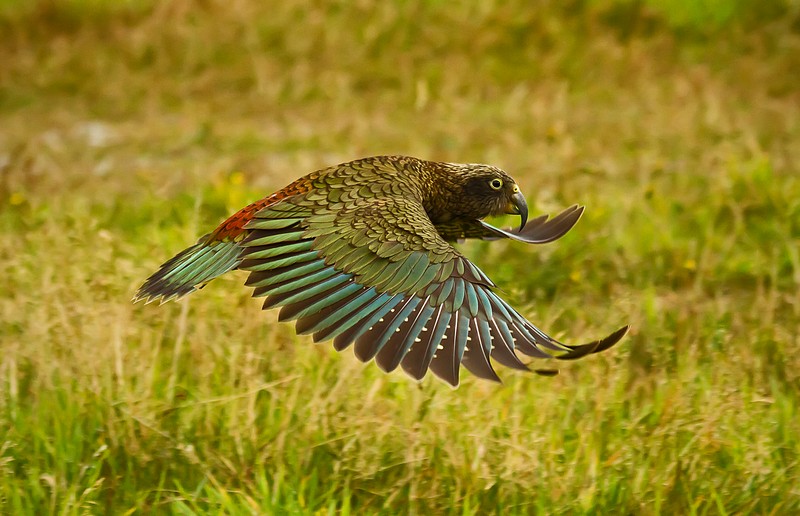 Kea