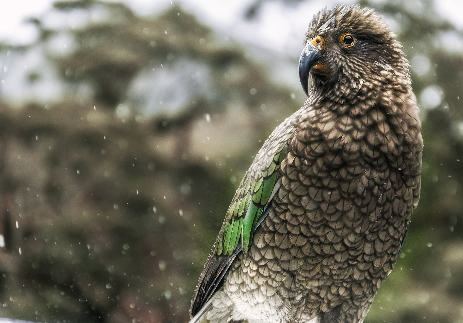 Kea