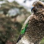 Kea