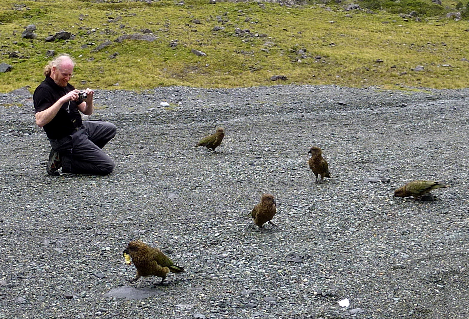 Kea eine tolle Begegnung