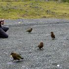 Kea eine tolle Begegnung