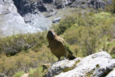 Kea