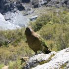 Kea