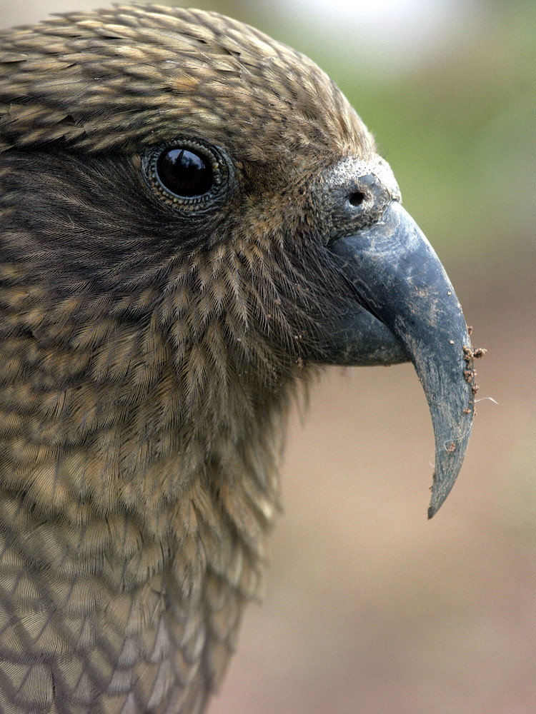 Kea