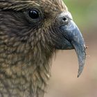 Kea