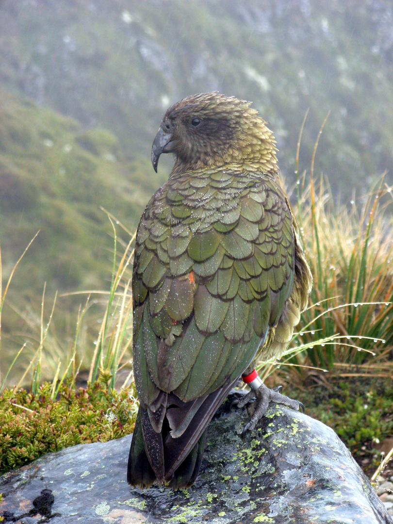 Kea