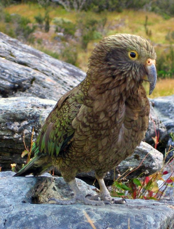 Kea