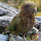 Kea