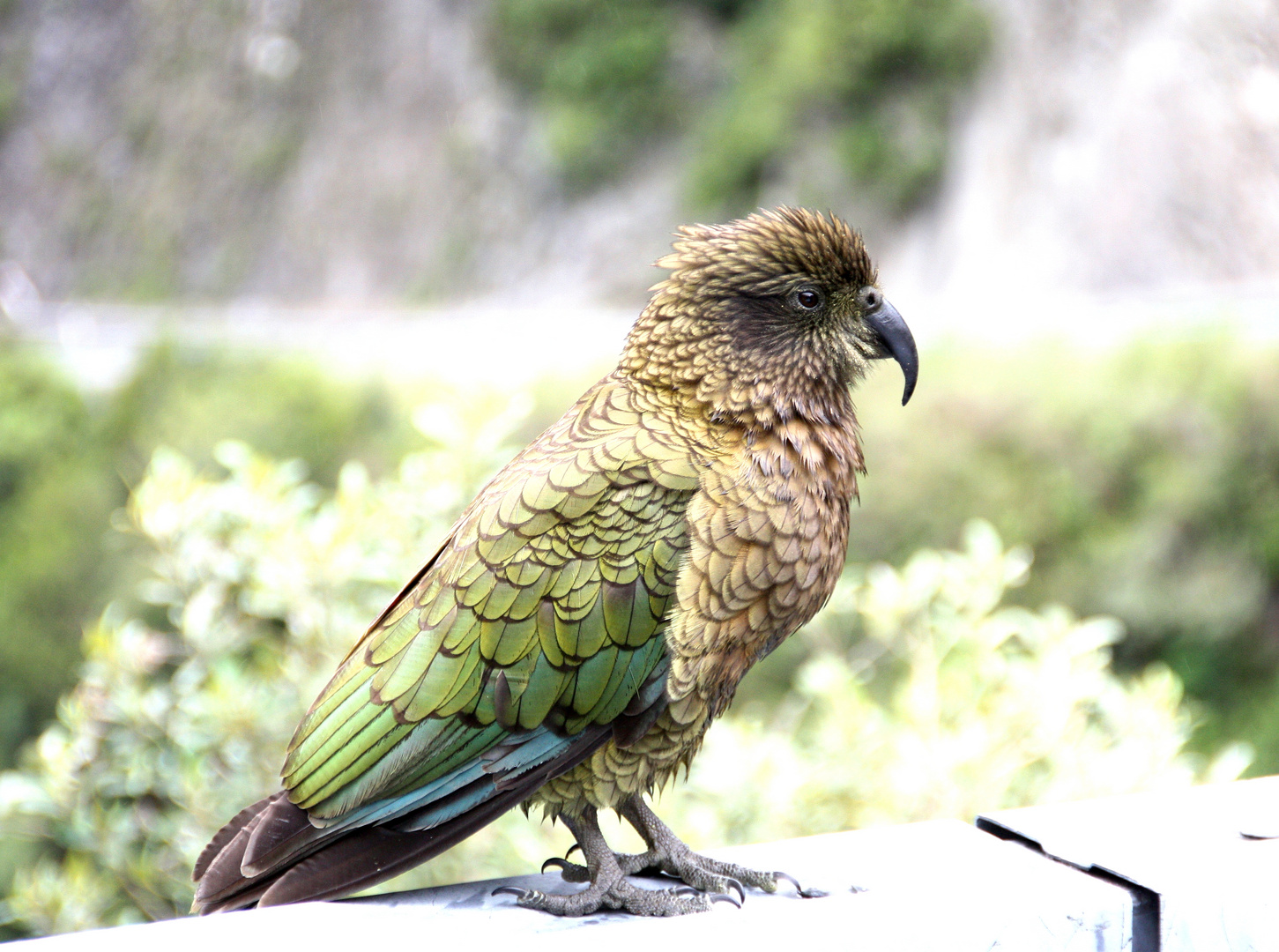 Kea