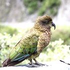 Kea