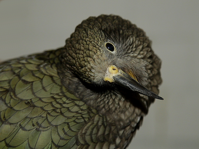 kea