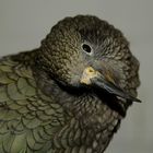 kea