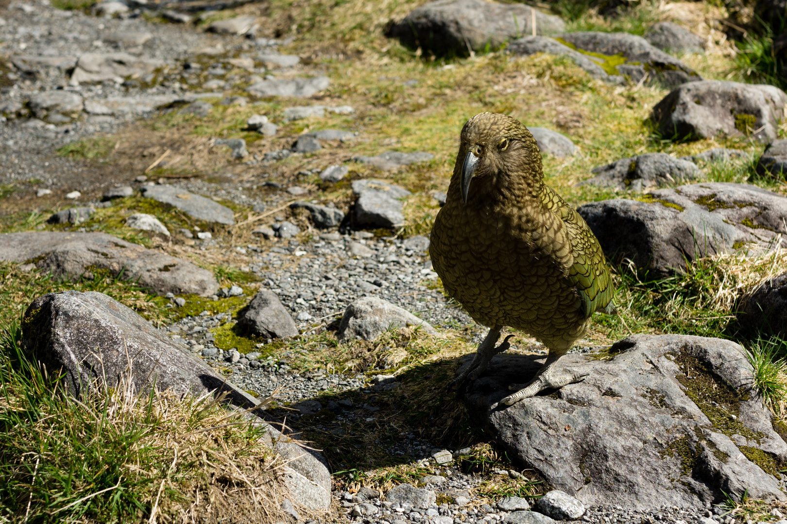 Kea