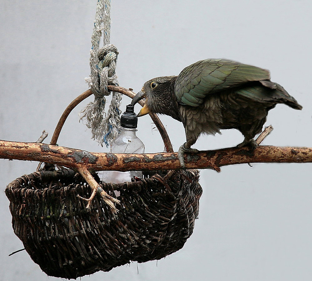 Kea ---Flaschenkind