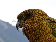 Kea II