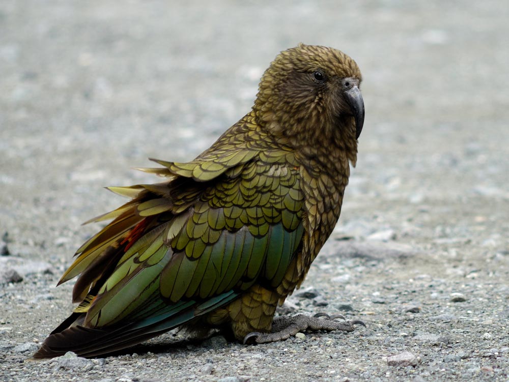 Kea im Fiordland NP (Neuseeland)