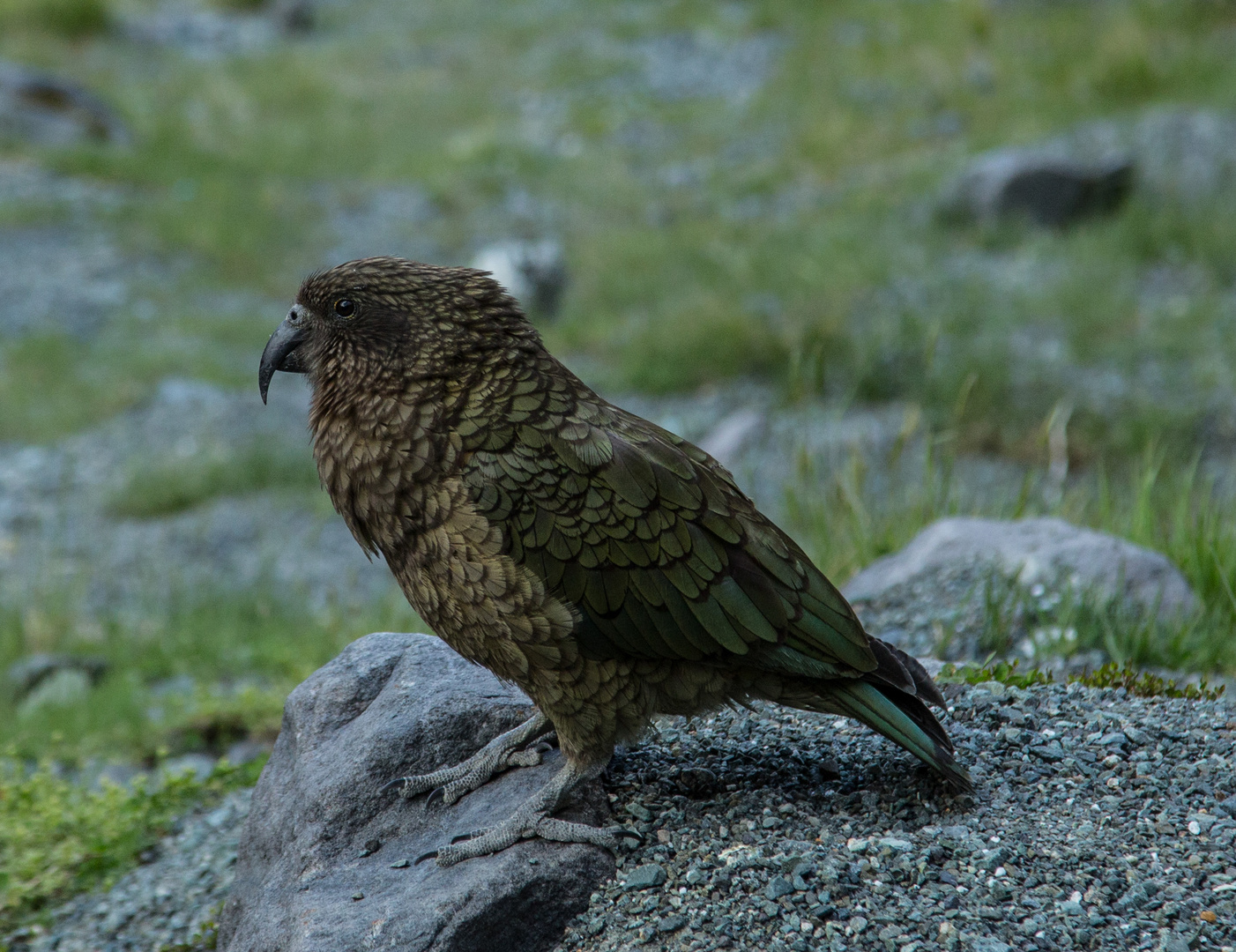 Kea im Fjordland Nationalpark