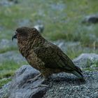 Kea im Fjordland Nationalpark