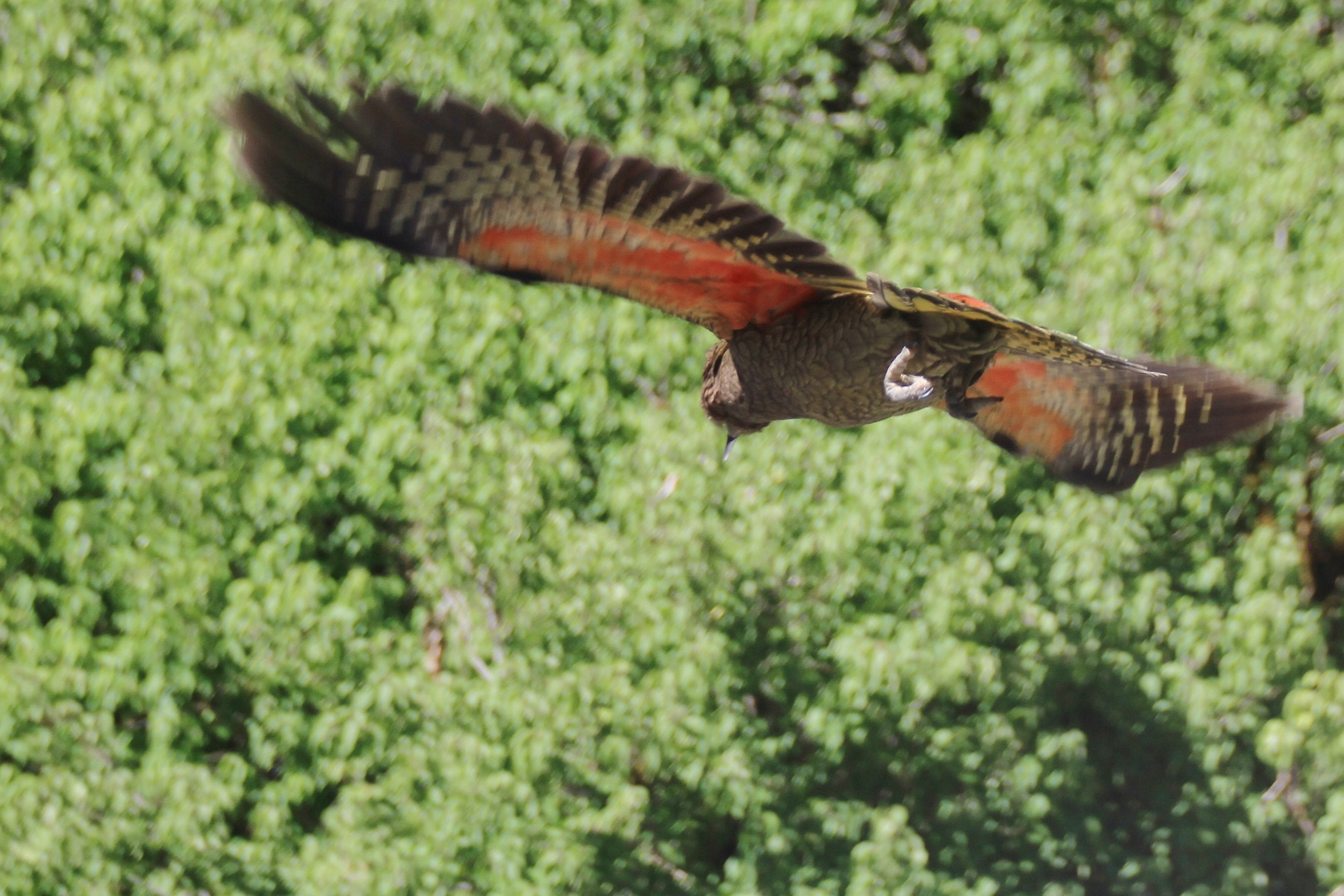 Kea im Flug