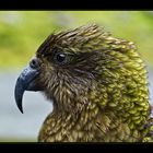 Kea im Regen