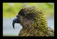 Kea im Regen