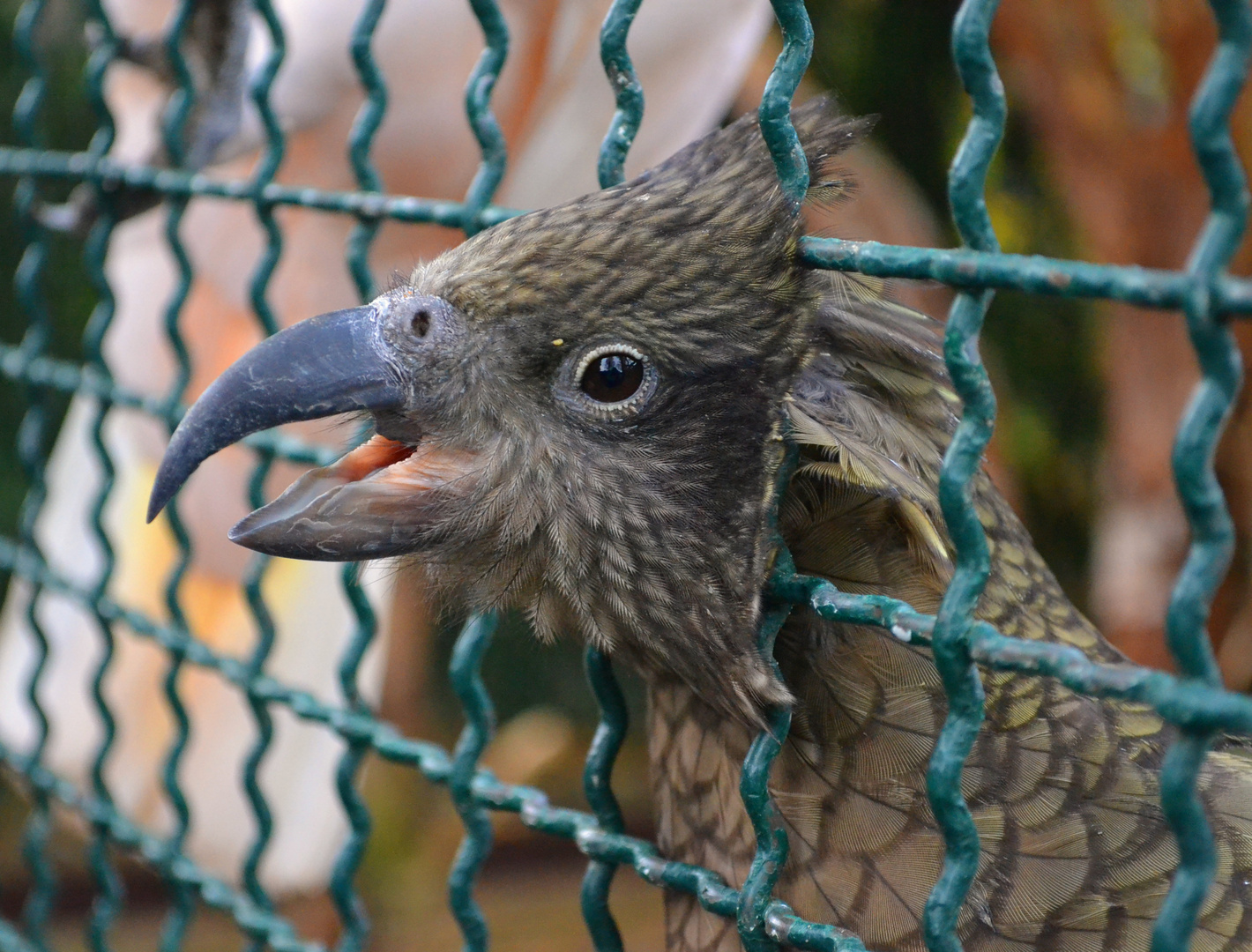 Kea im Vogelpark Walsrode