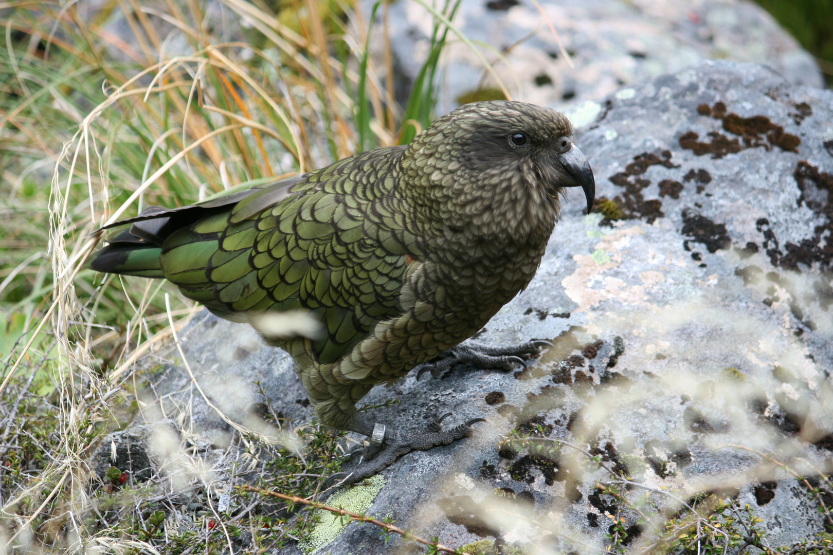 Kea in Neuseeland