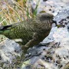 Kea in Neuseeland