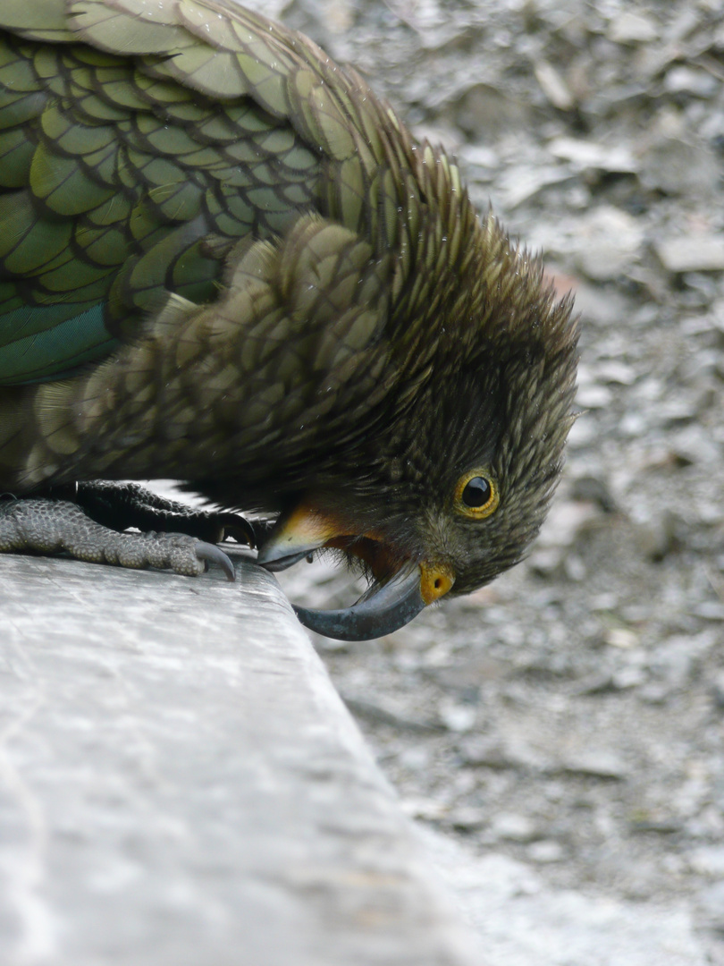 Kea ( knabbert ausnahmsweise mal nicht am Kunststoff )