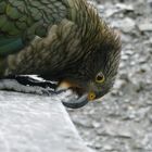 Kea ( knabbert ausnahmsweise mal nicht am Kunststoff )