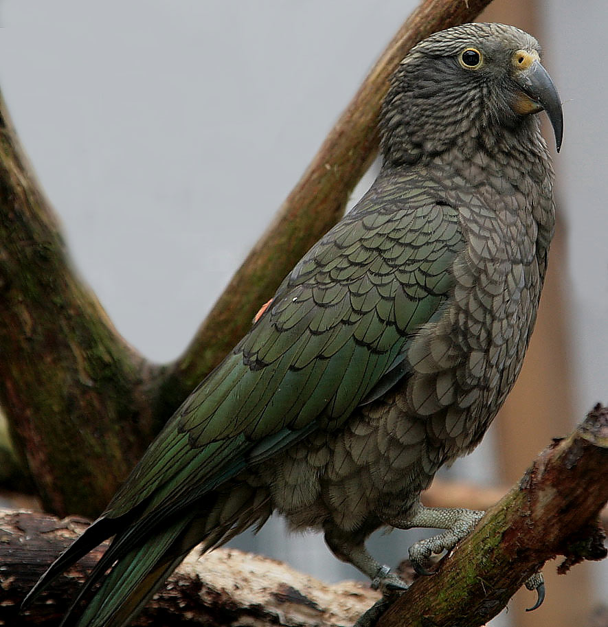 Kea männlich