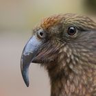 Kea-Makro