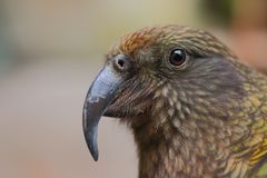 Kea-Makro