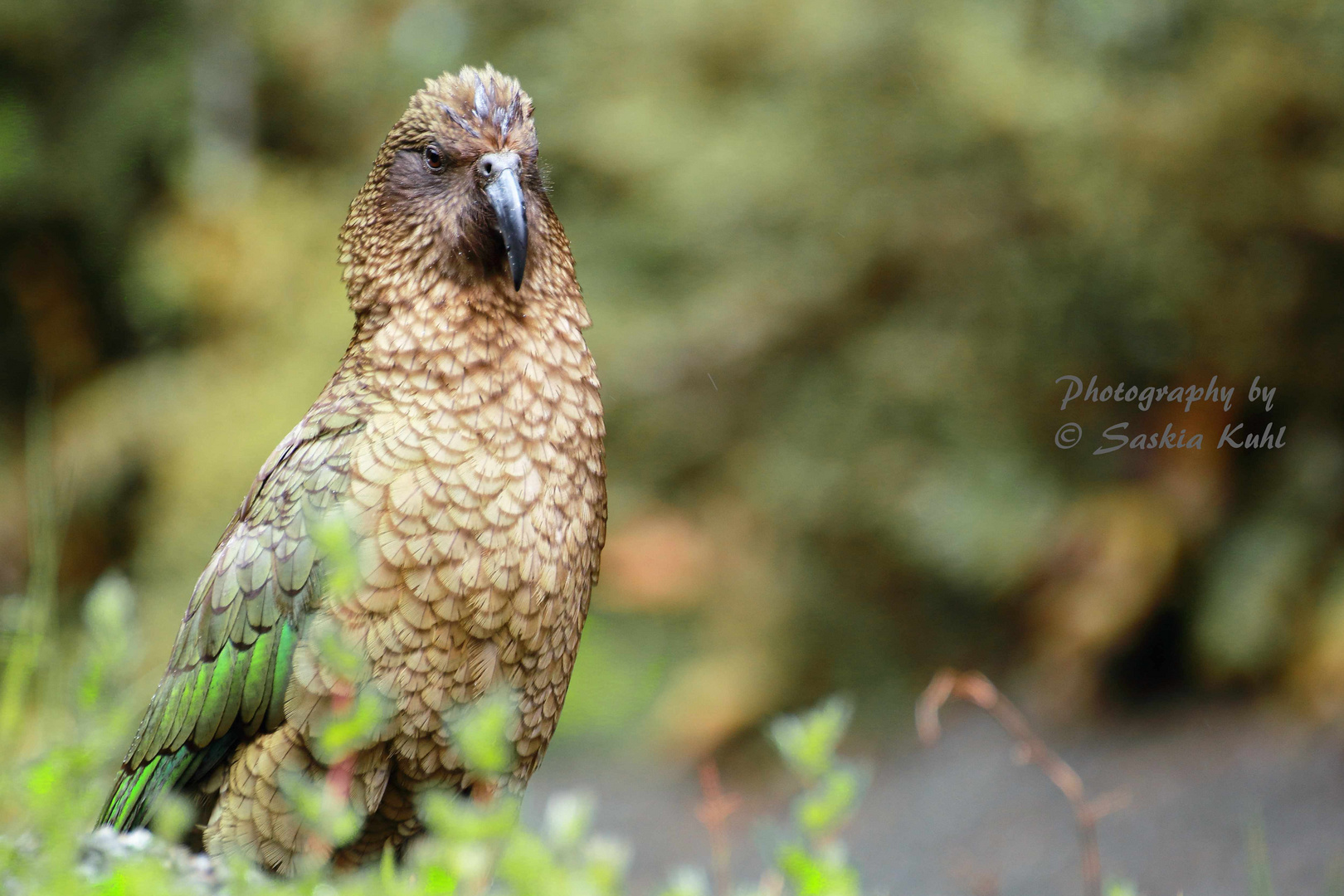 Kea, Milford Sound