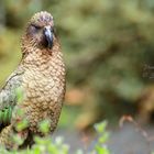 Kea, Milford Sound