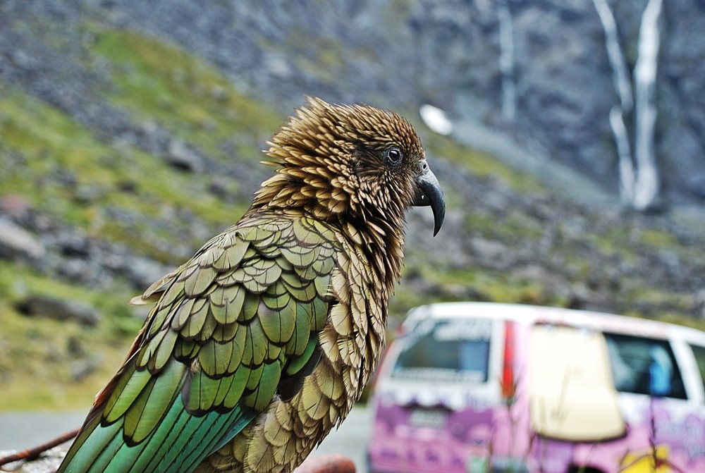 KEA @ Milford Sound