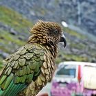 KEA @ Milford Sound