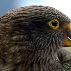 Kea near Cascade Saddle 2