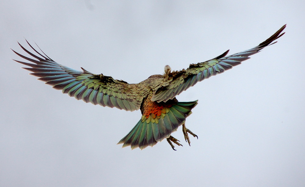 Kea near Cascade Saddle