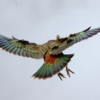 Kea near Cascade Saddle