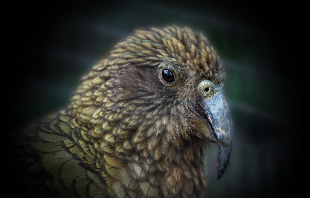 Kea (Nestor notabilis)