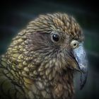 Kea (Nestor notabilis)