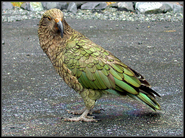 Kea - Nestor notabilis