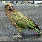 Kea - Nestor notabilis