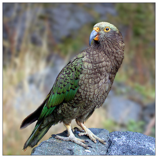 Kea - Neuseeländischer Bergpapagei