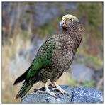 Kea - Neuseeländischer Bergpapagei