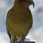 Kea - Neuseeländischer Bergpapagei