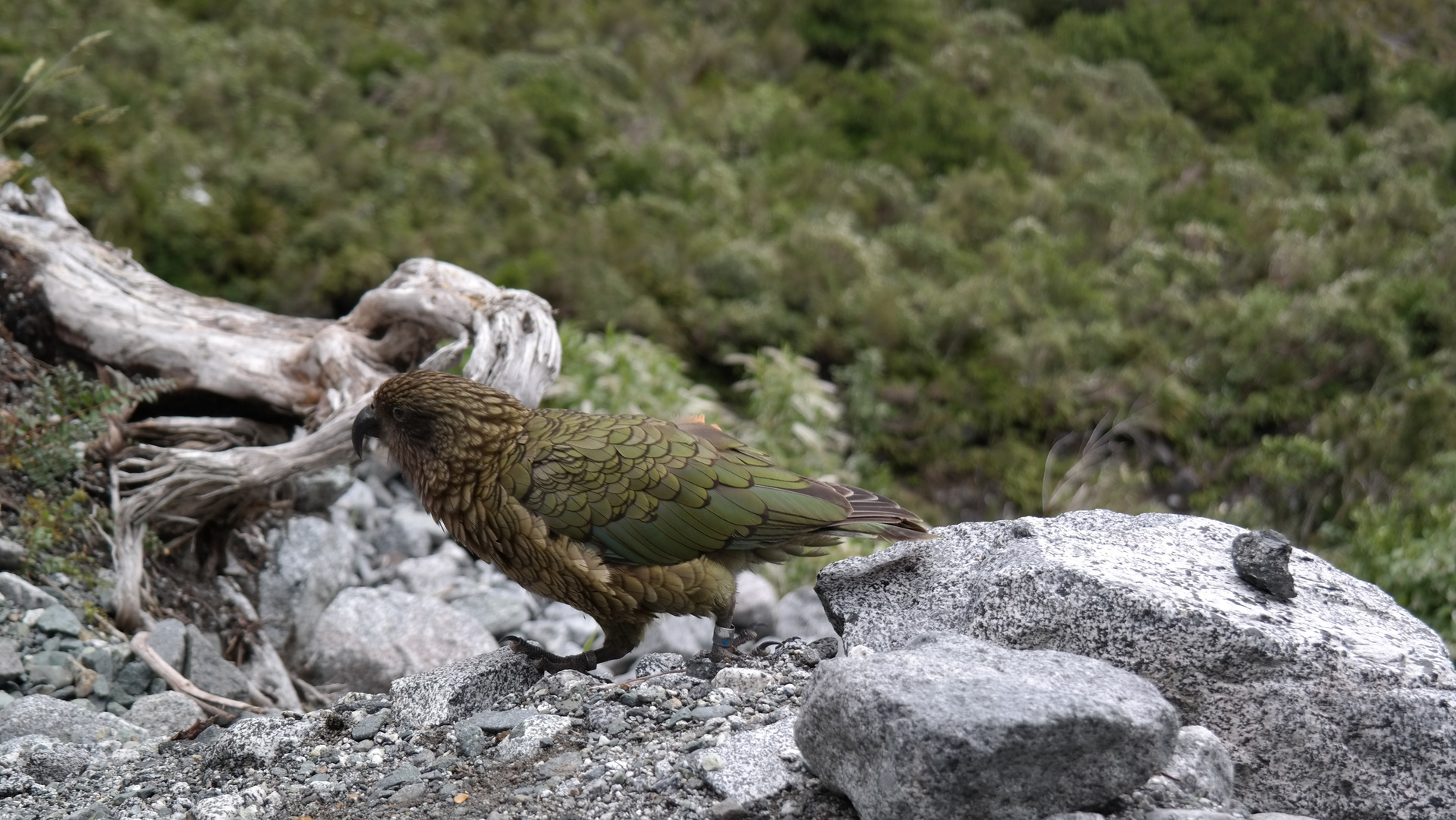 Kea - Neuseeland