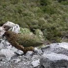 Kea - Neuseeland